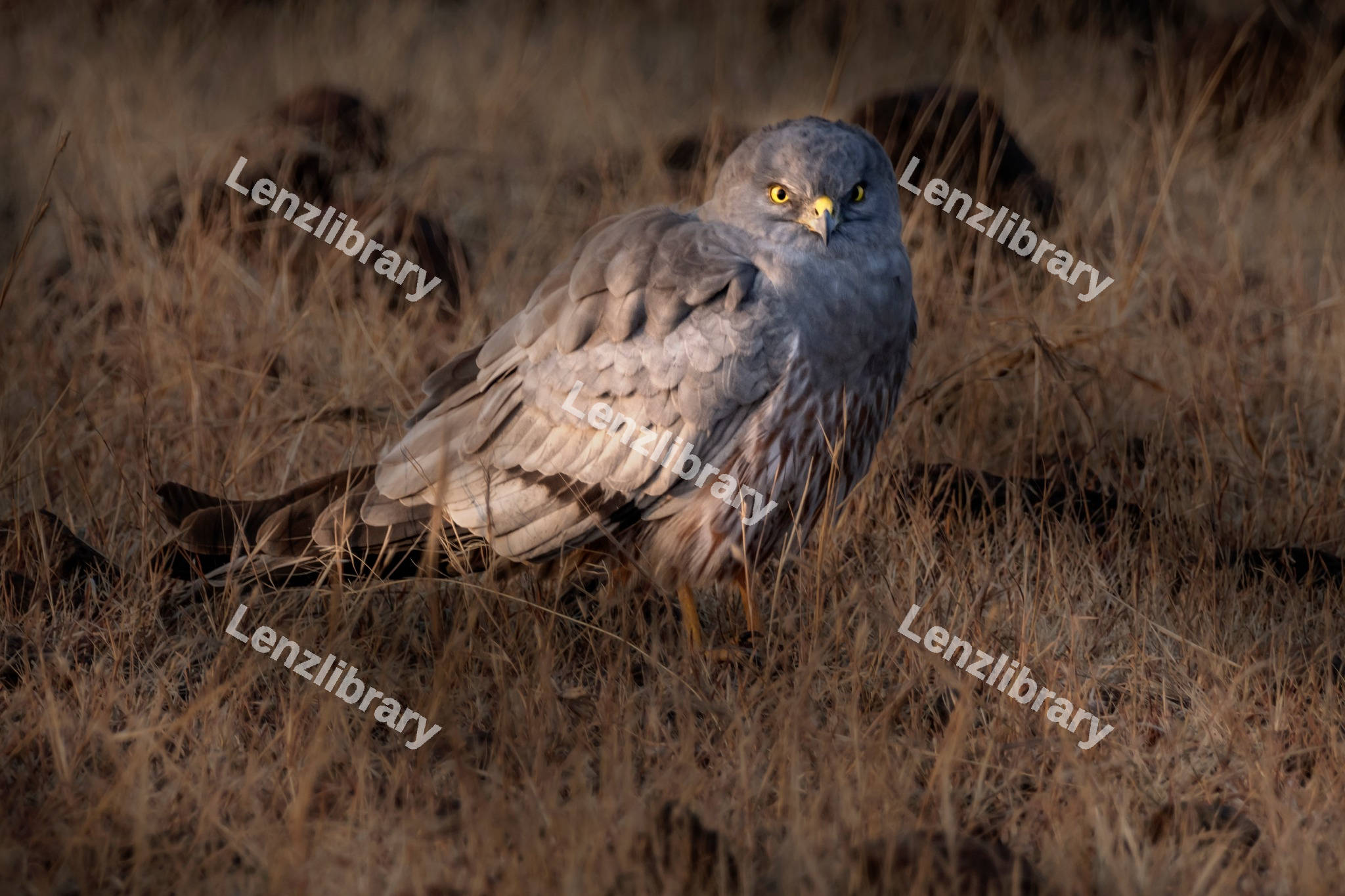 Montagu's Harrier Bird